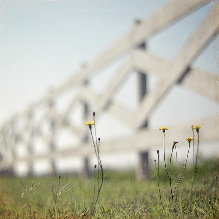 Yellow flowers and fence