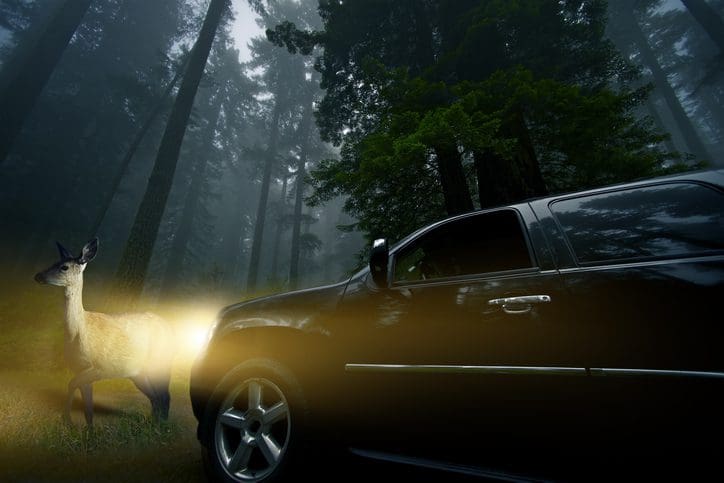 Gill Insurance | Watch For Wildlife. Large SUV in Front of a Deer in Deep Forest at Night. Road Danger at Night. Deer Crossing. Wildlife Photo Collection.